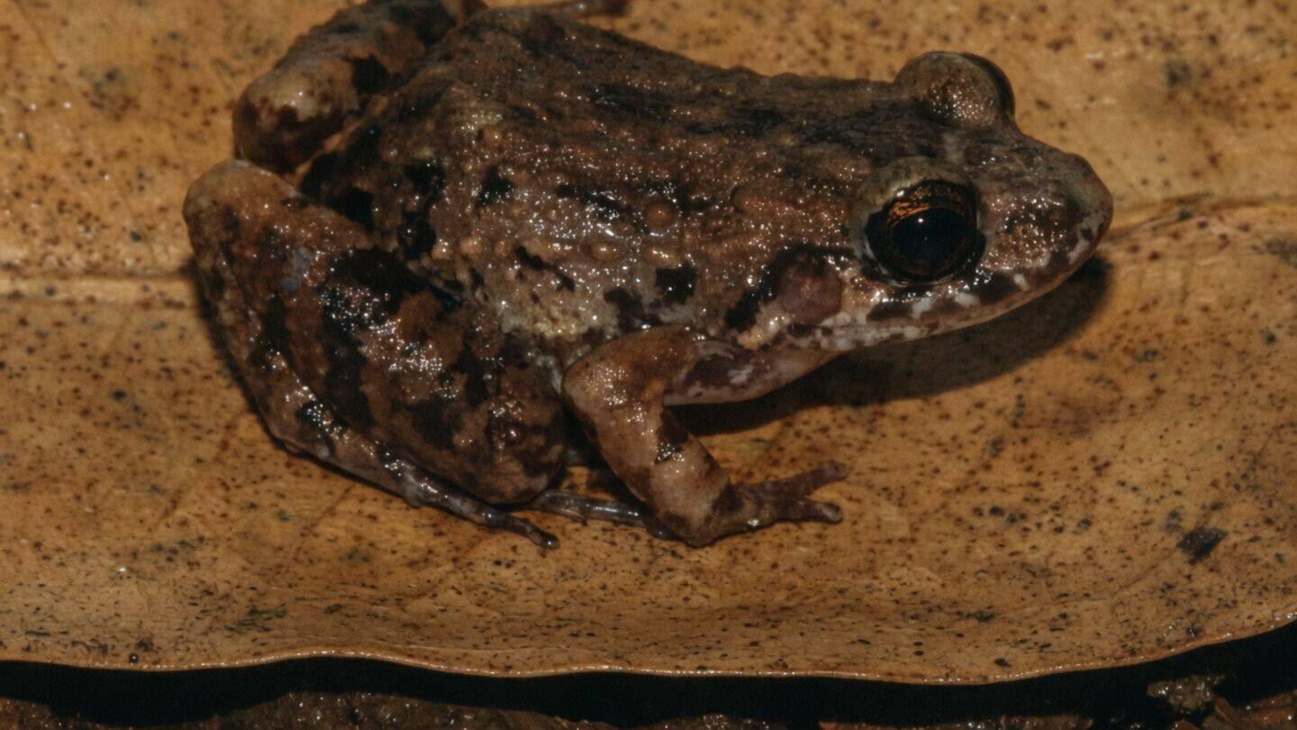 Scientists confirm Adenomera varcena, new frog in Brazil's Upper Jurua