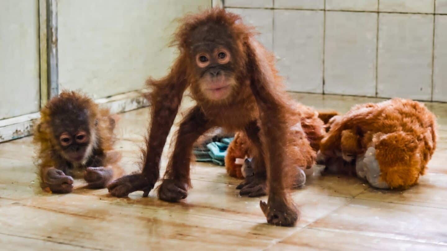 Odisha forms 5-member technical committee for 5 rescued baby orangutans