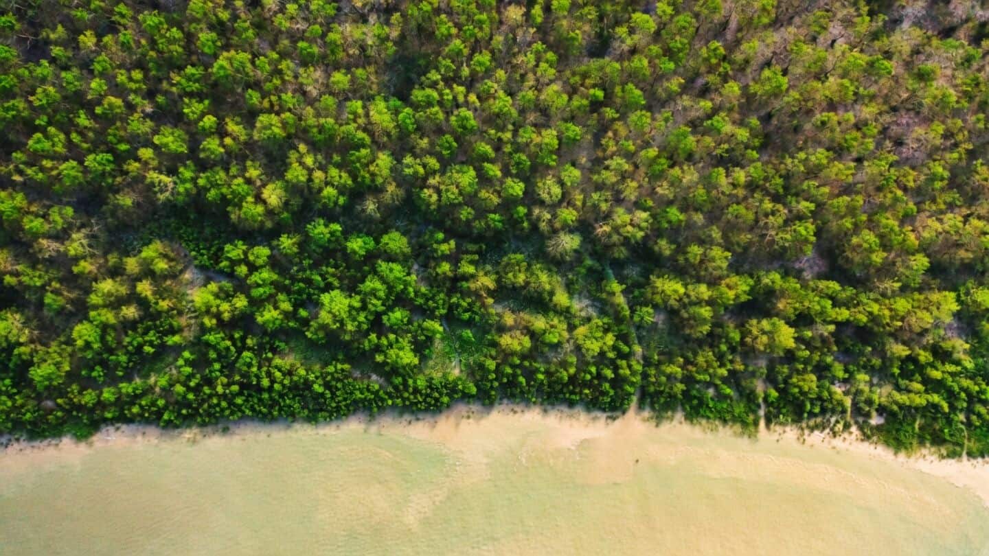 Bombay HC allows mangrove cutting for Mumbai-Ahmedabad bullet-train power line