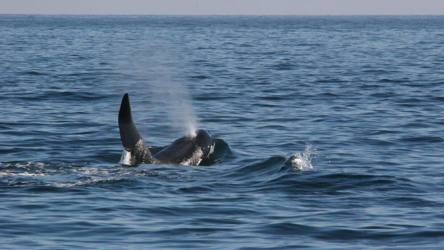 Rare sighting of killer whales in English Channel