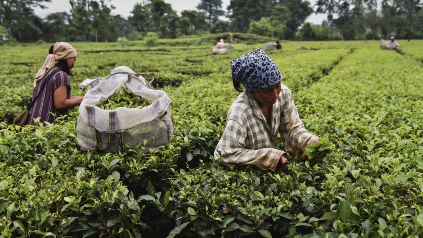 Tea Board of India launches e-auction in Kolkata Coonoor Dibrugarh