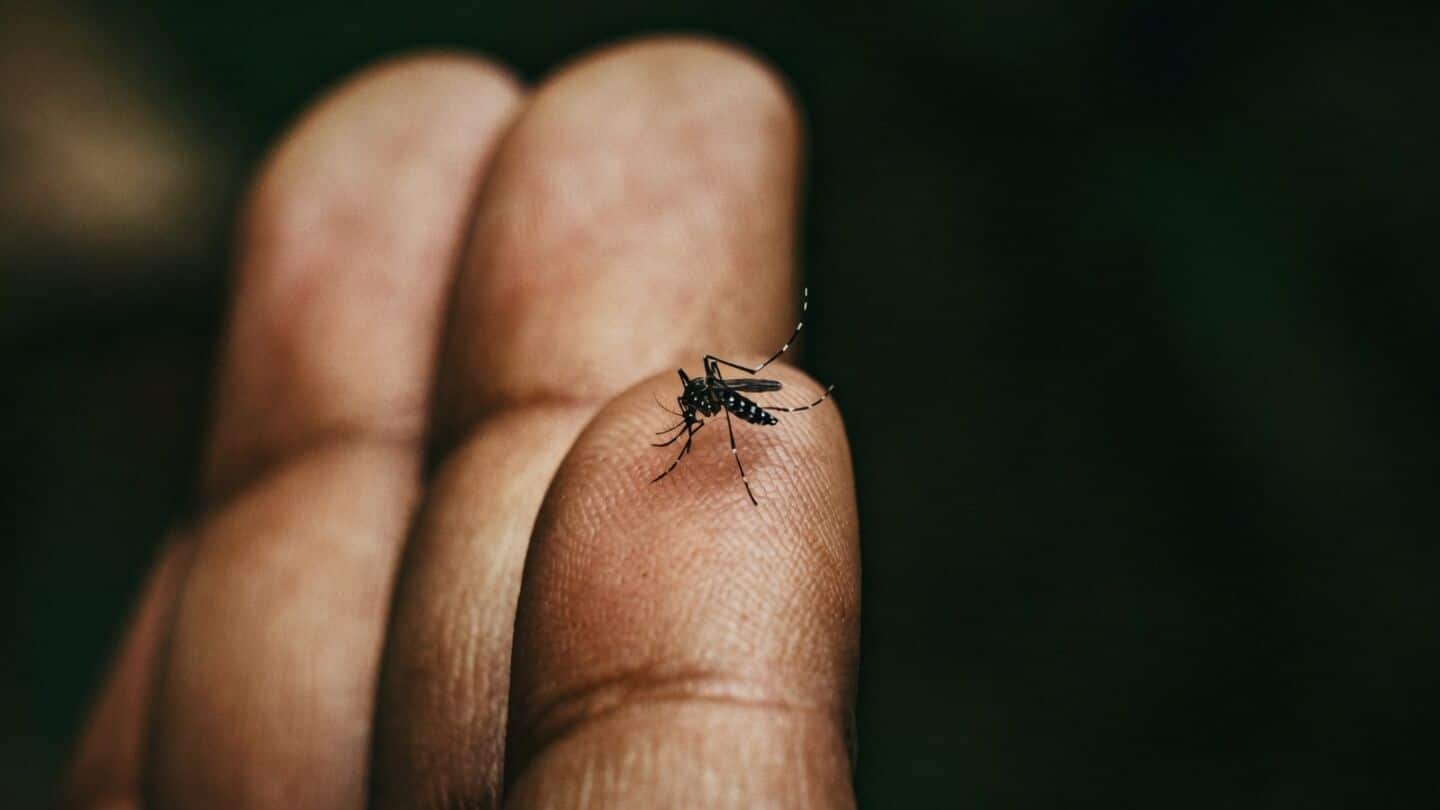 Mumbai doctors warn residents to take dengue symptoms seriously