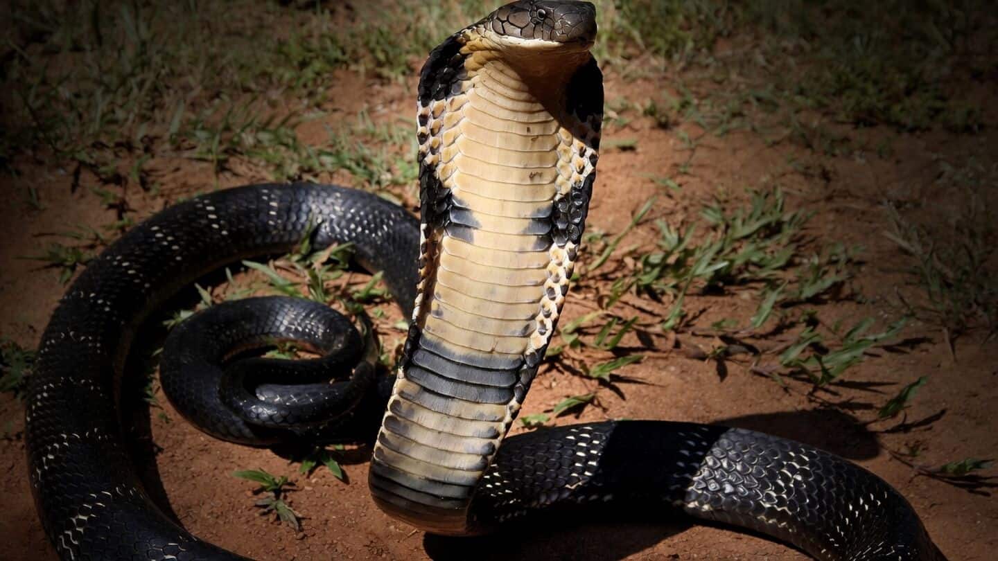 Research team develops 4-minute sensor identifying cobra and viper venom
