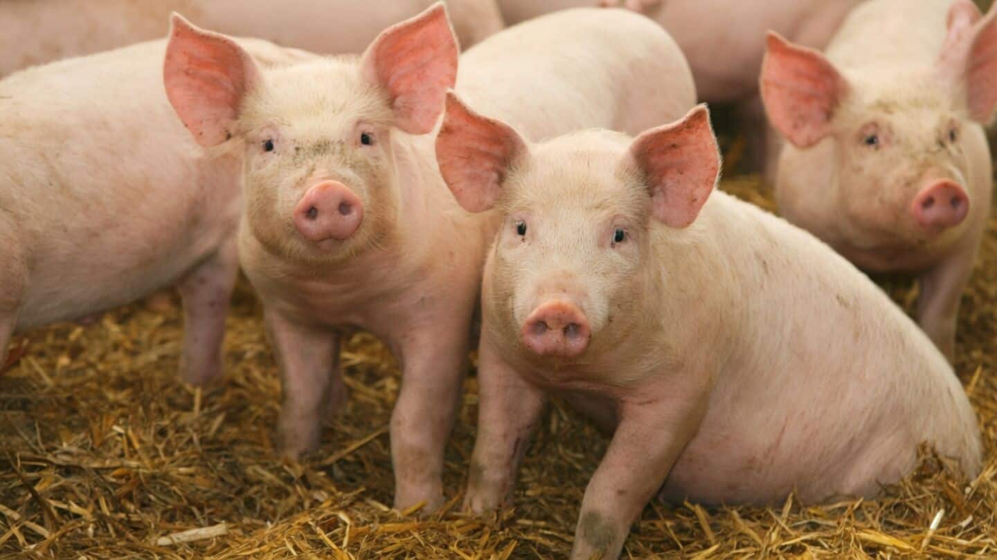 University of Minnesota revives frozen pig kidneys, transplanted into pigs