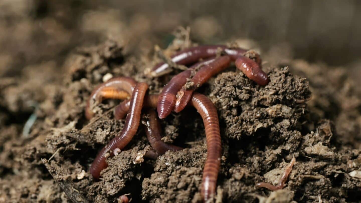 Indian researchers discover and rediscover Drawida worms in Western Ghats