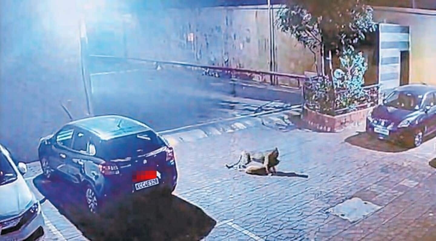 Malad leopard sighting: Residents of Raheja Heights take safety measures