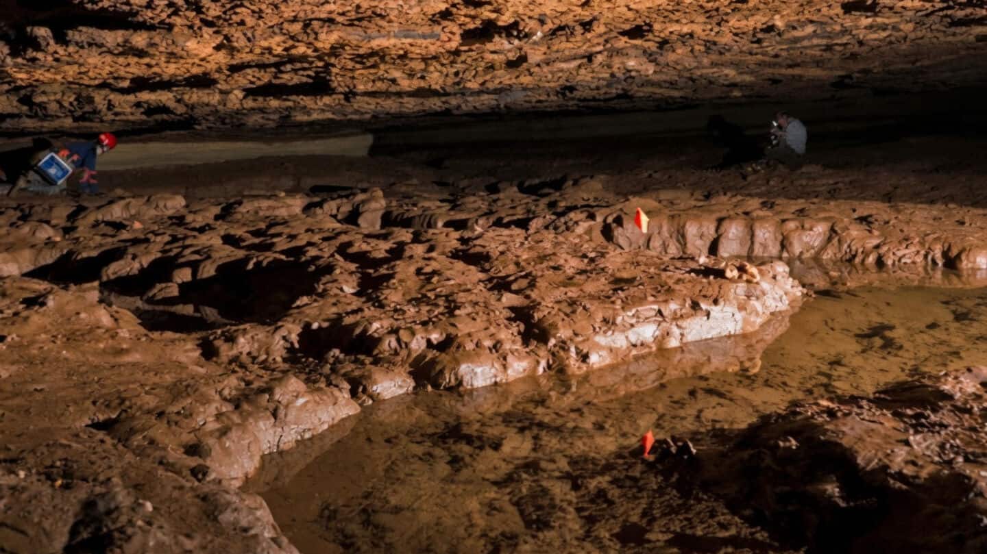 University of Alabama in Huntsville finds new cavefish genus Demogorgonichthys