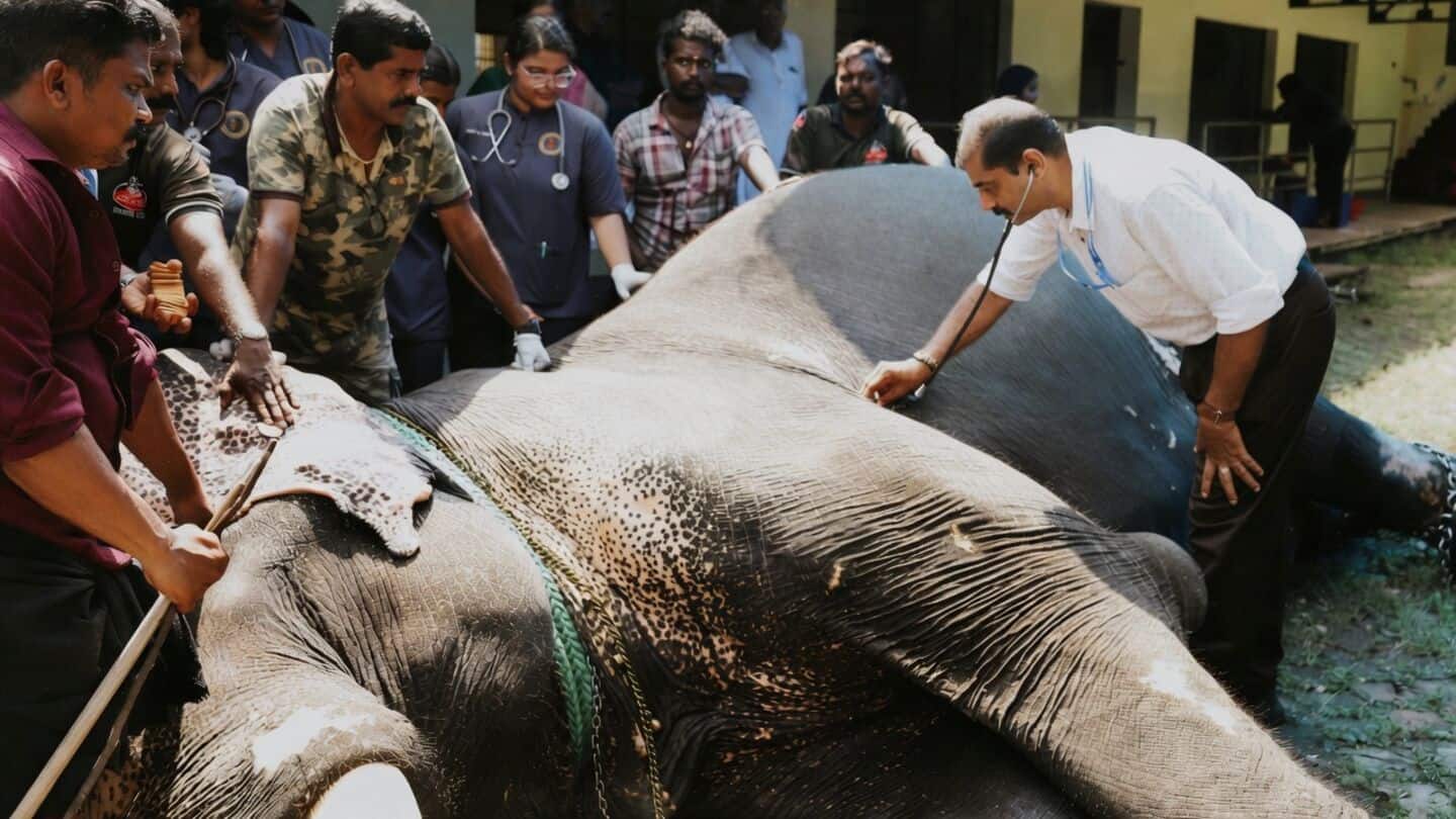 Kerala launches 1st preventive health screening for captive elephants