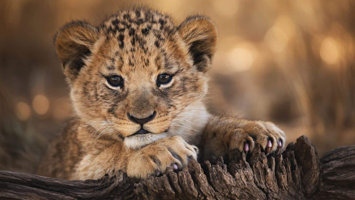Asiatic lion cub deaths in Gir trigger official Babesia suspicion
