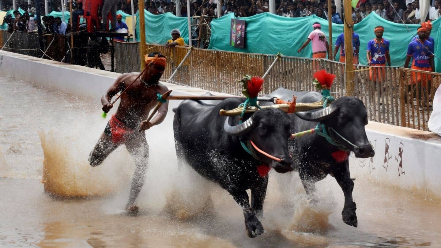 Mysuru Dasara hosts Kambala for 1st time at Sathagalli