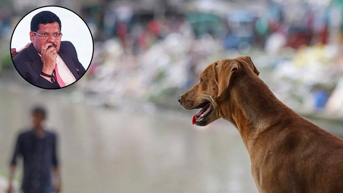 SC's stray dog relocation order sparks citywide protests