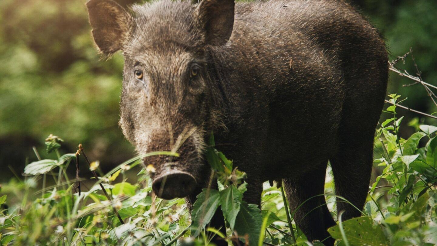 Wild boar injures shopkeeper Beena in Ranni supermarket, shot dead