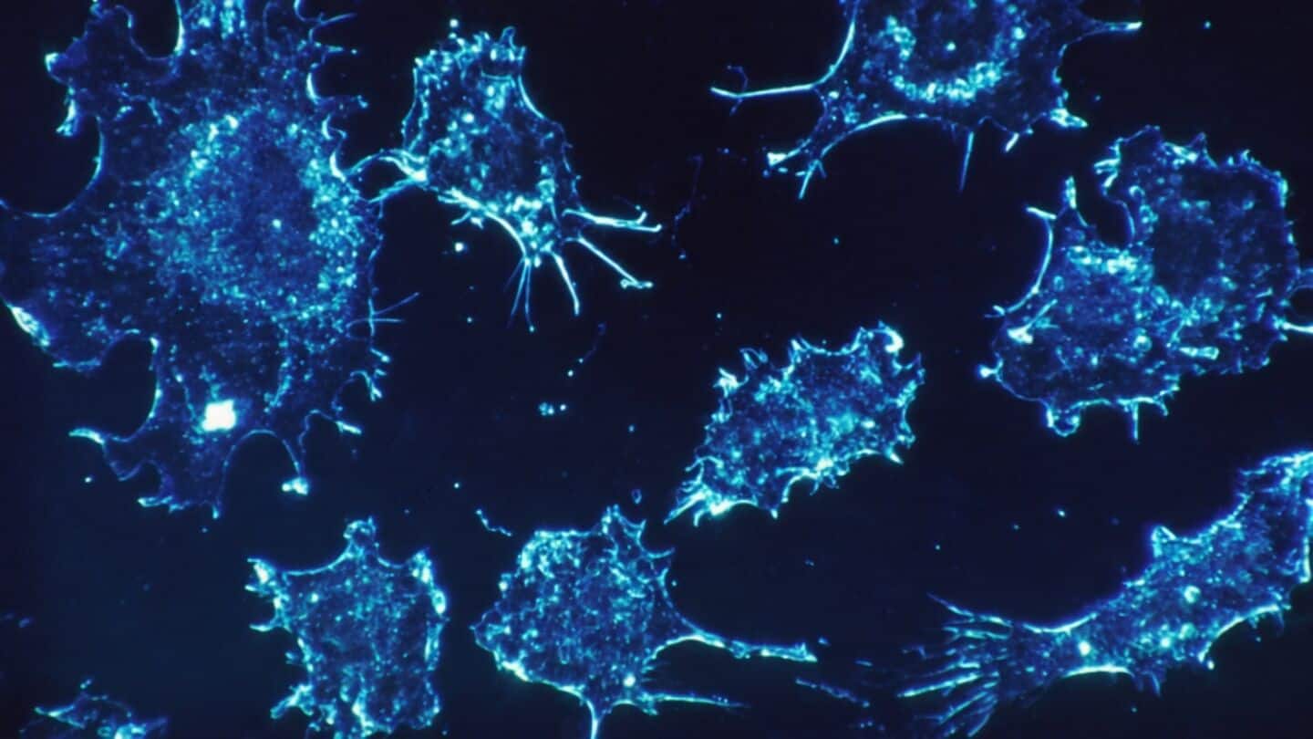 USC creates GMPs regenerating immune cells in animal cancer trials