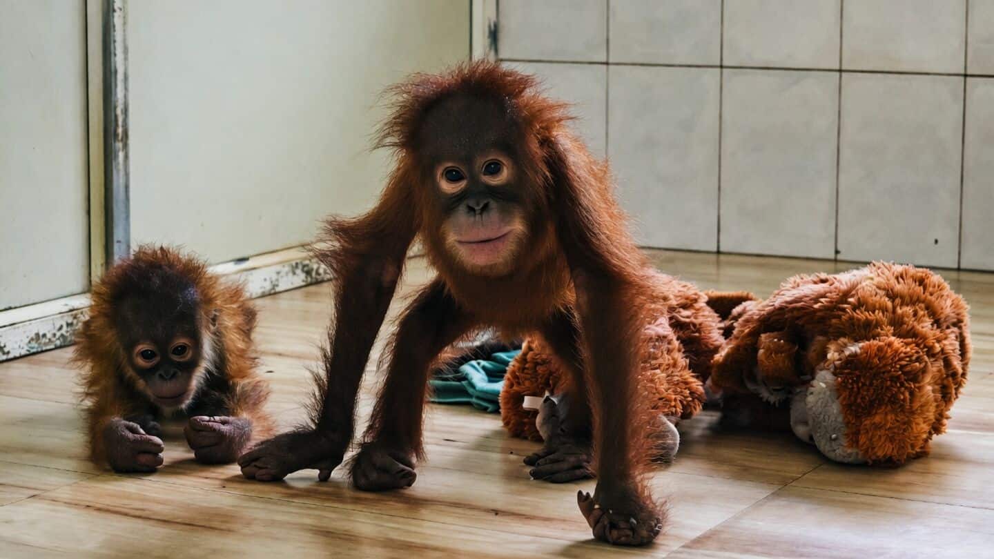 Baby orangutan at Nandankanan Zoo quarantined with fever, condition stable