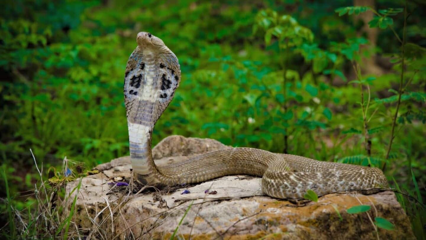 P Gowri Shankar leads study identifying 4 king cobra species