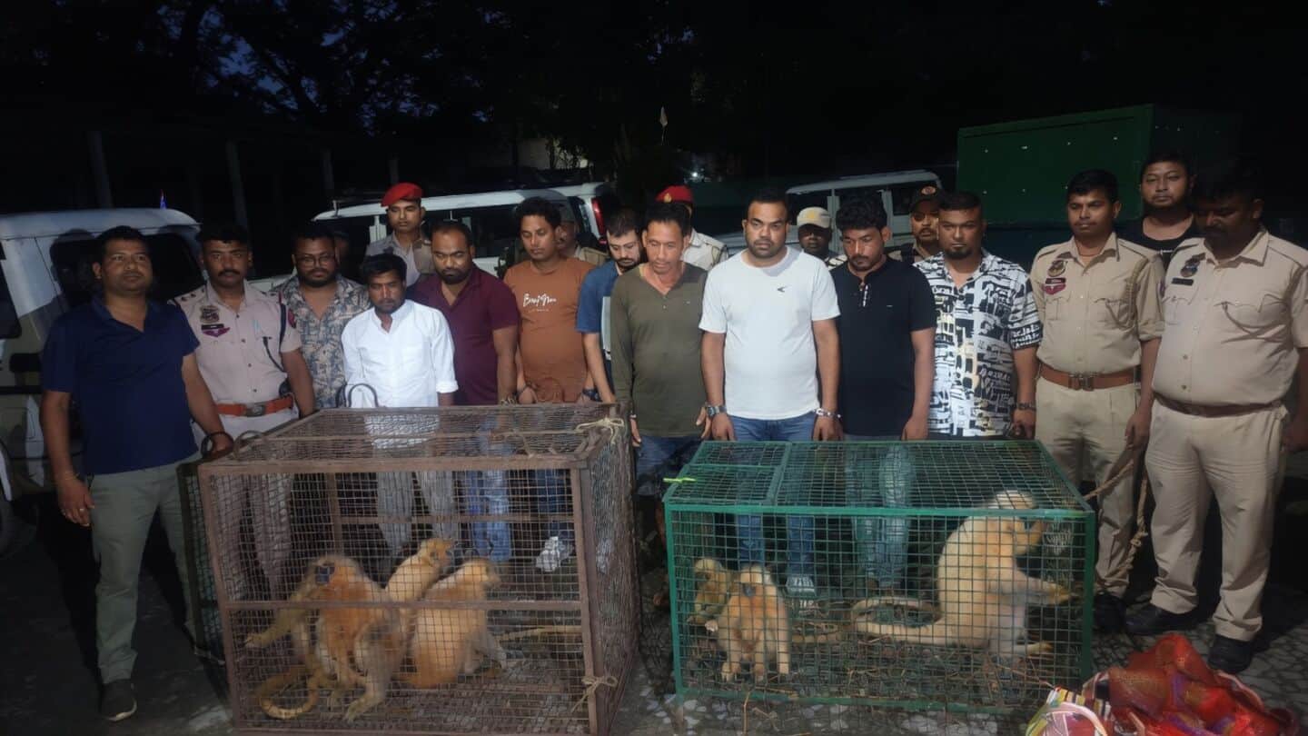 Assam police and STF arrest 9 over golden langur smuggling