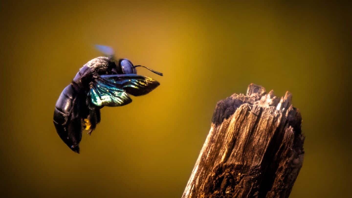 Oregon State University develops noninvasive AI camera to track bumblebees