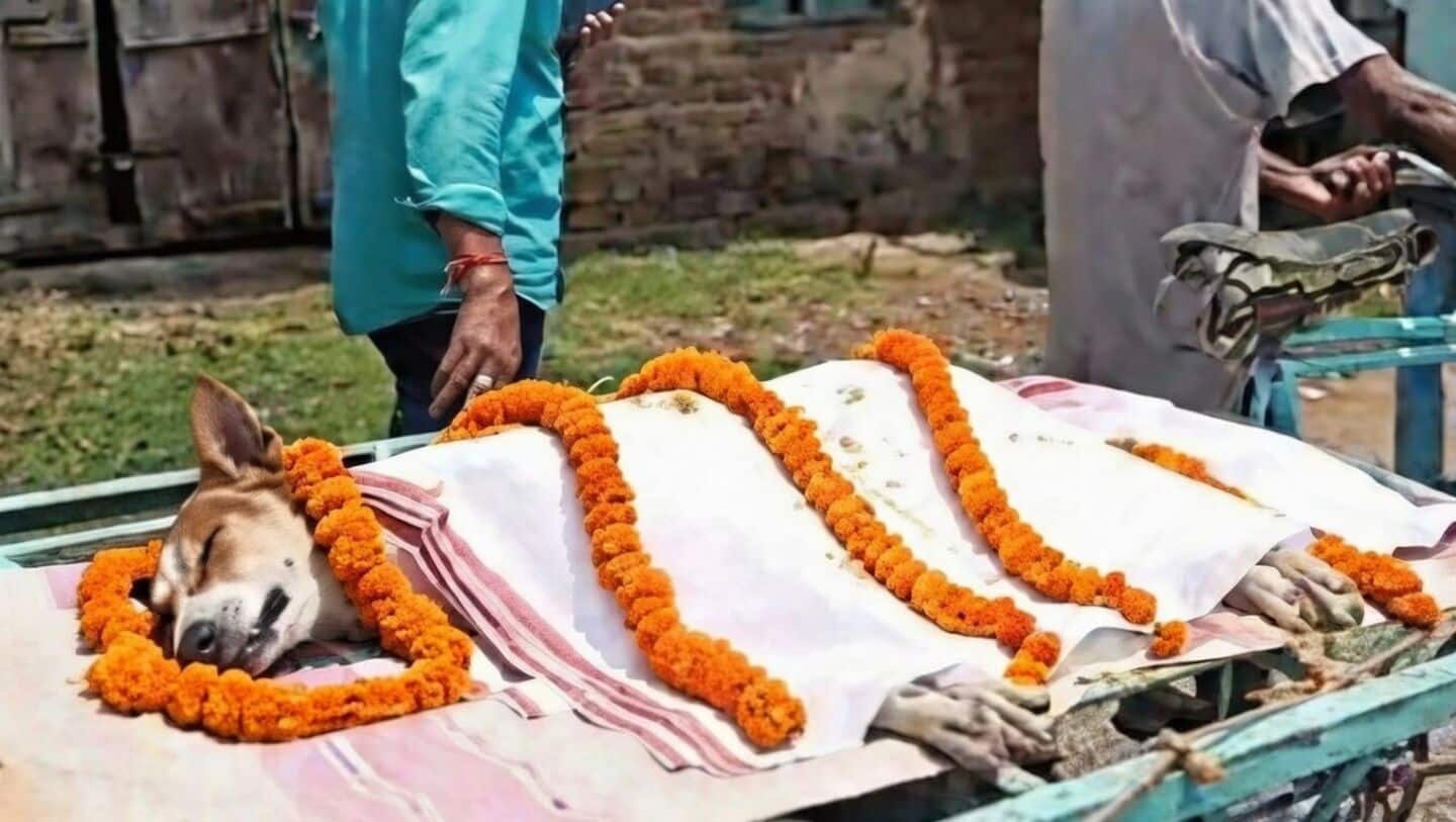 Dhirakula dog Kali kills snake but dies saving 30+ children