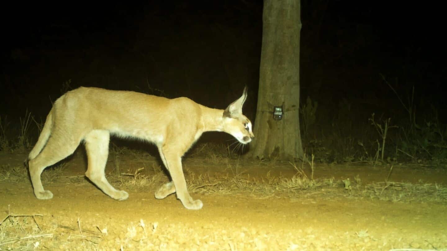 Rare caracal photographed in Kuno National Park, conservation impact evident