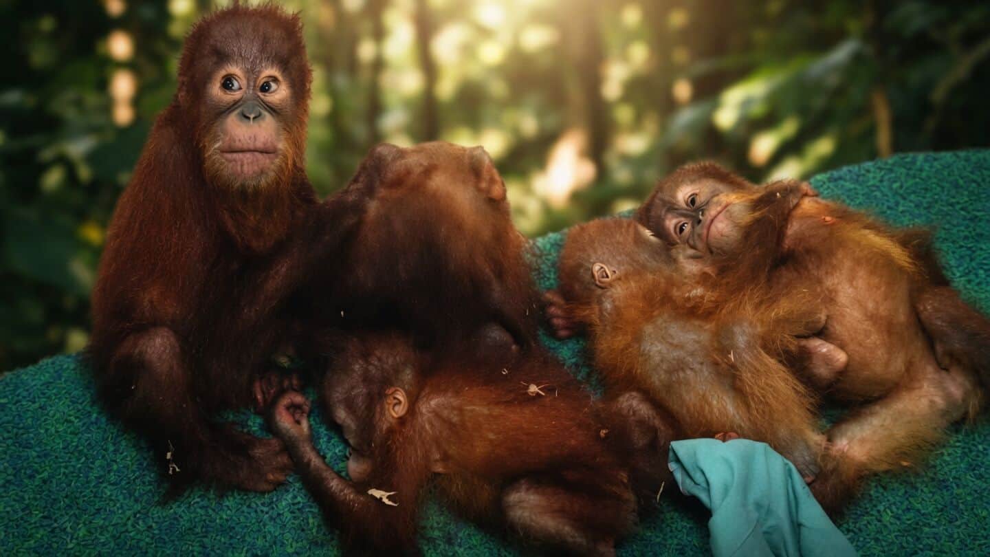 Nandankanan Zoo's 3 rescued orangutans diagnosed with anemia, given supplements
