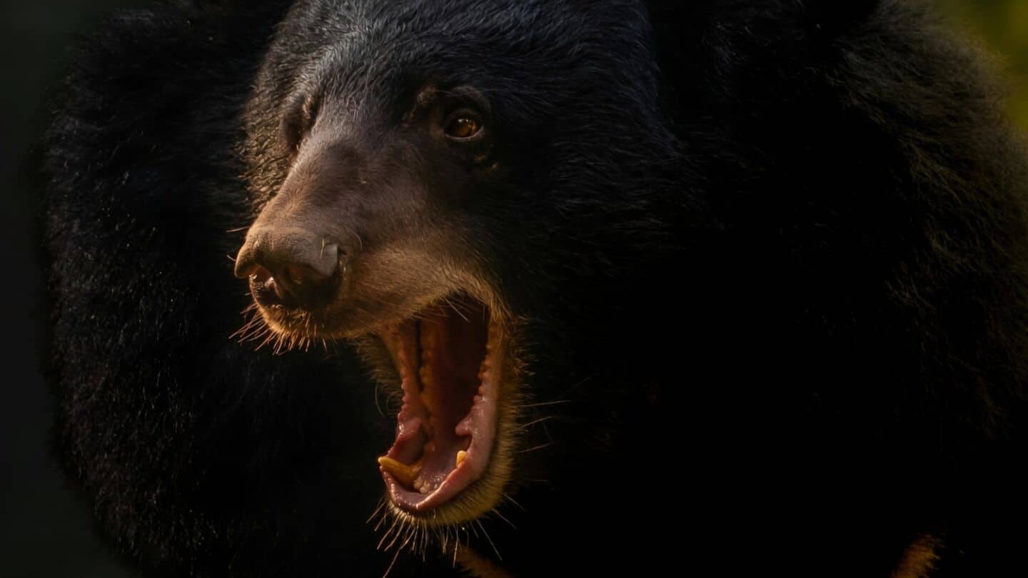 Russian teen survives Altai bear attack after phone battery explodes