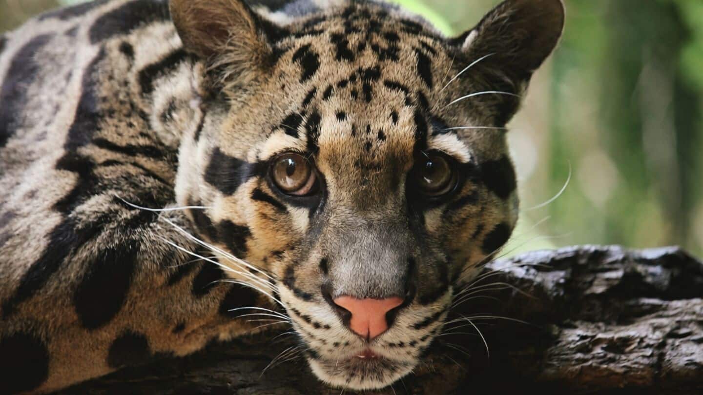 Meghalaya launches 'Mission Clouded Leopard' to protect state animal