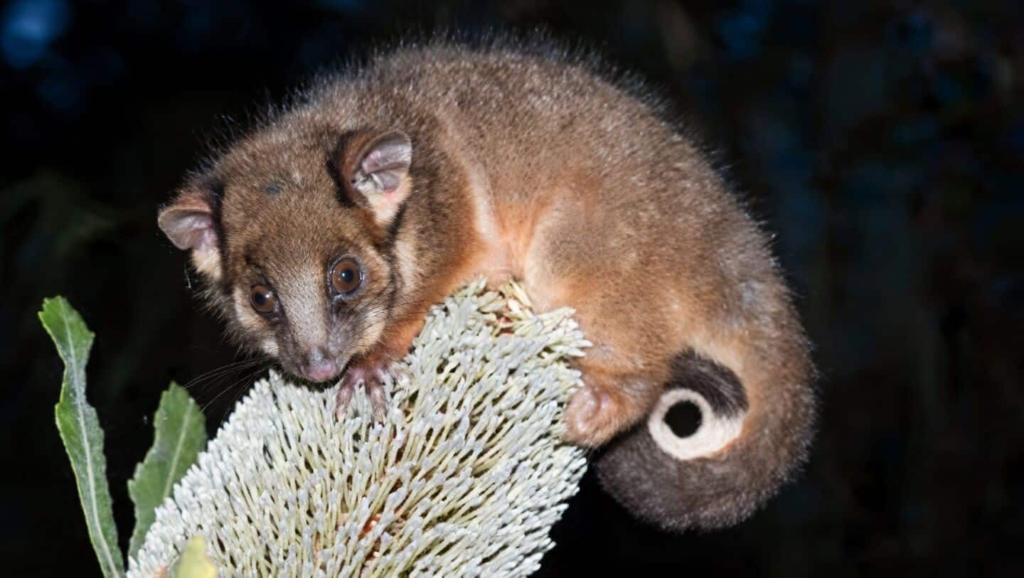 'Extinct' marsupials rediscovered in New Guinea after 6,000 years