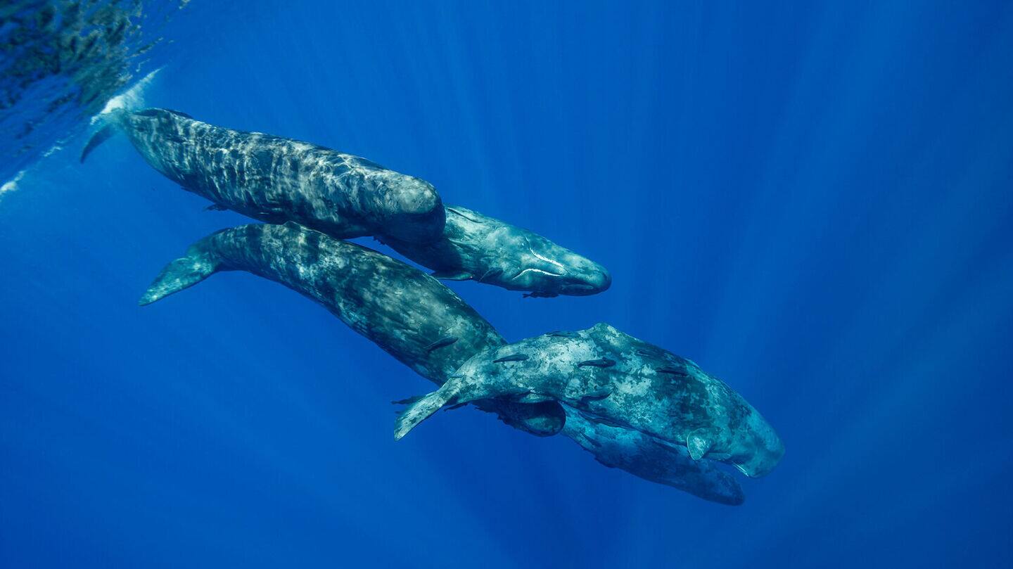 Sperm whales might actually "talk" like us, study finds