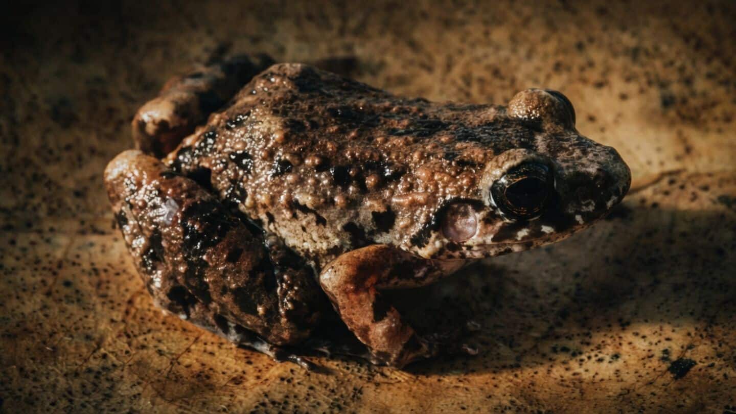 Scientists identify new frog Adenomera varcena in Brazil's western Amazon