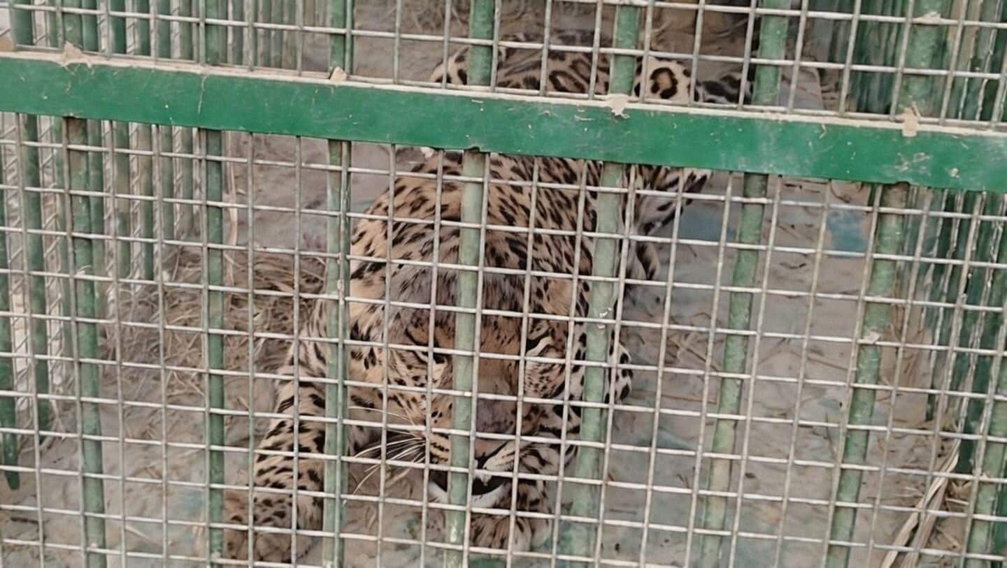 Teen fights off attacking leopard with bare hands