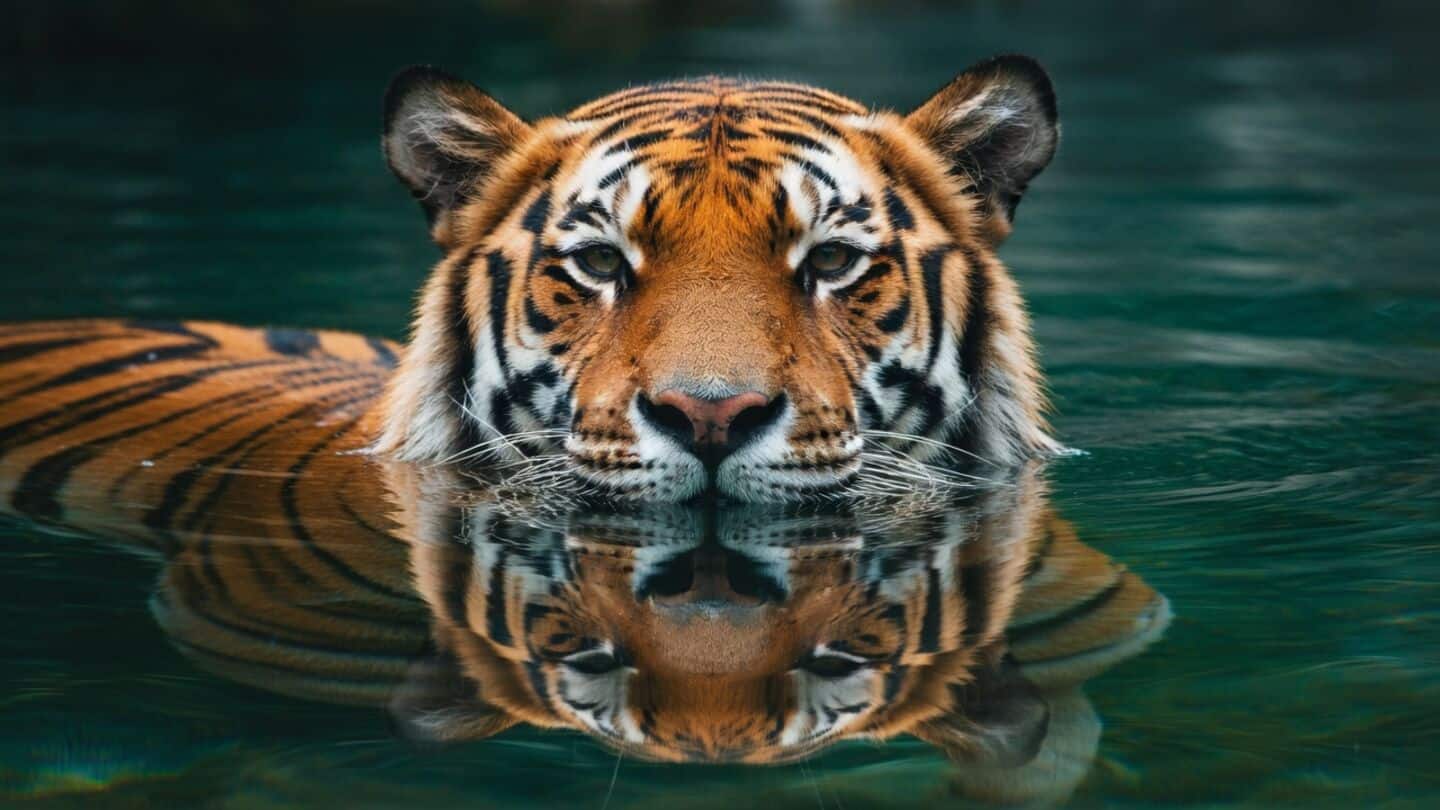 India reaches estimated 3,682 wild tigers, 111 died this year