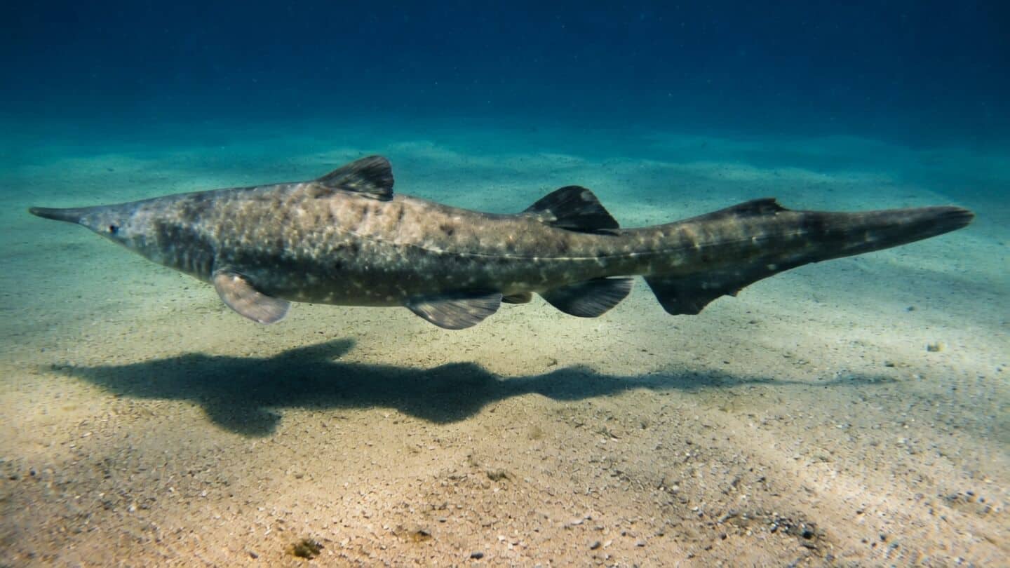 Scientists confirm 1st peer-reviewed goblin shark video in wild