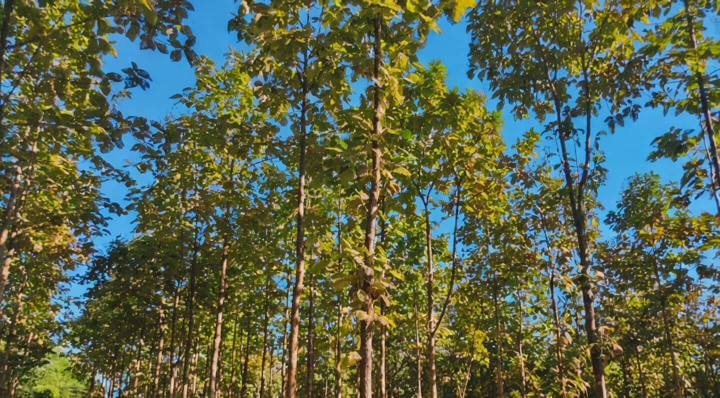 Maharashtra removes teak from protected list to help farmers