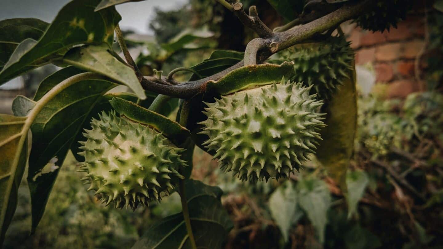Bengaluru online order contained poisonous datura, mother had hospital visit