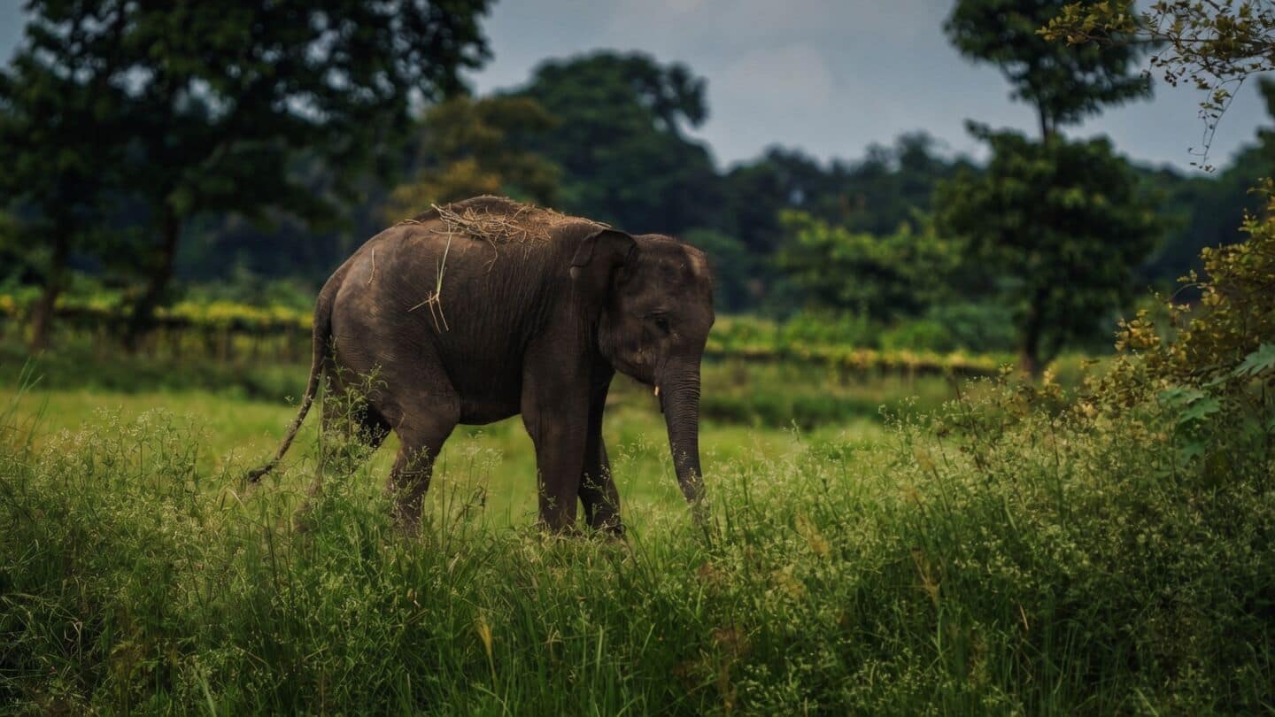 Assam considers reviving mela shikar to curb elephant clashes