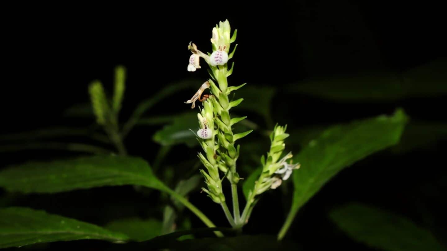Assam University team rediscovers rare Rungia mastersii in Jatinga Hills