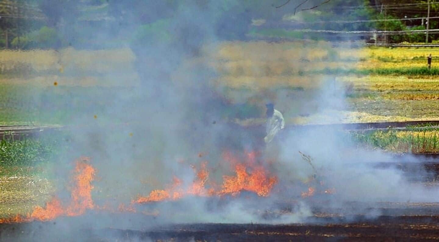 Punjab reports 197 farm fires as wheat harvesting kicked off