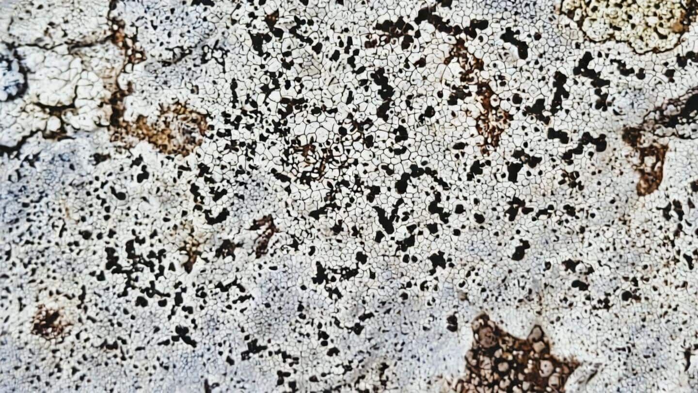 Researchers find Buellia maharajensis lichen in Mathikettan Shola National Park