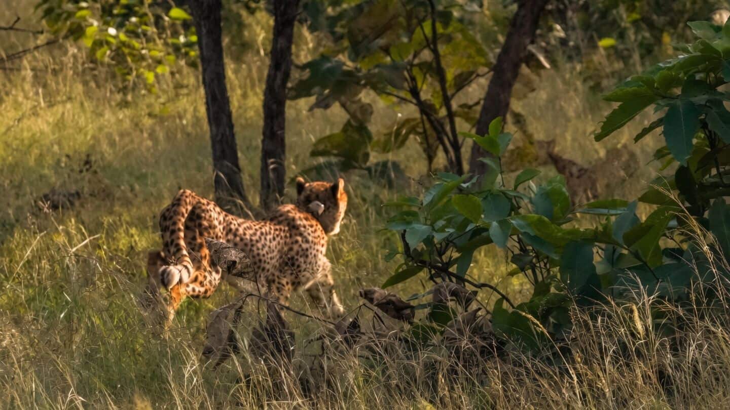 Madhya Pradesh welcomes cheetahs Vyom and Neera to VDTR bomas