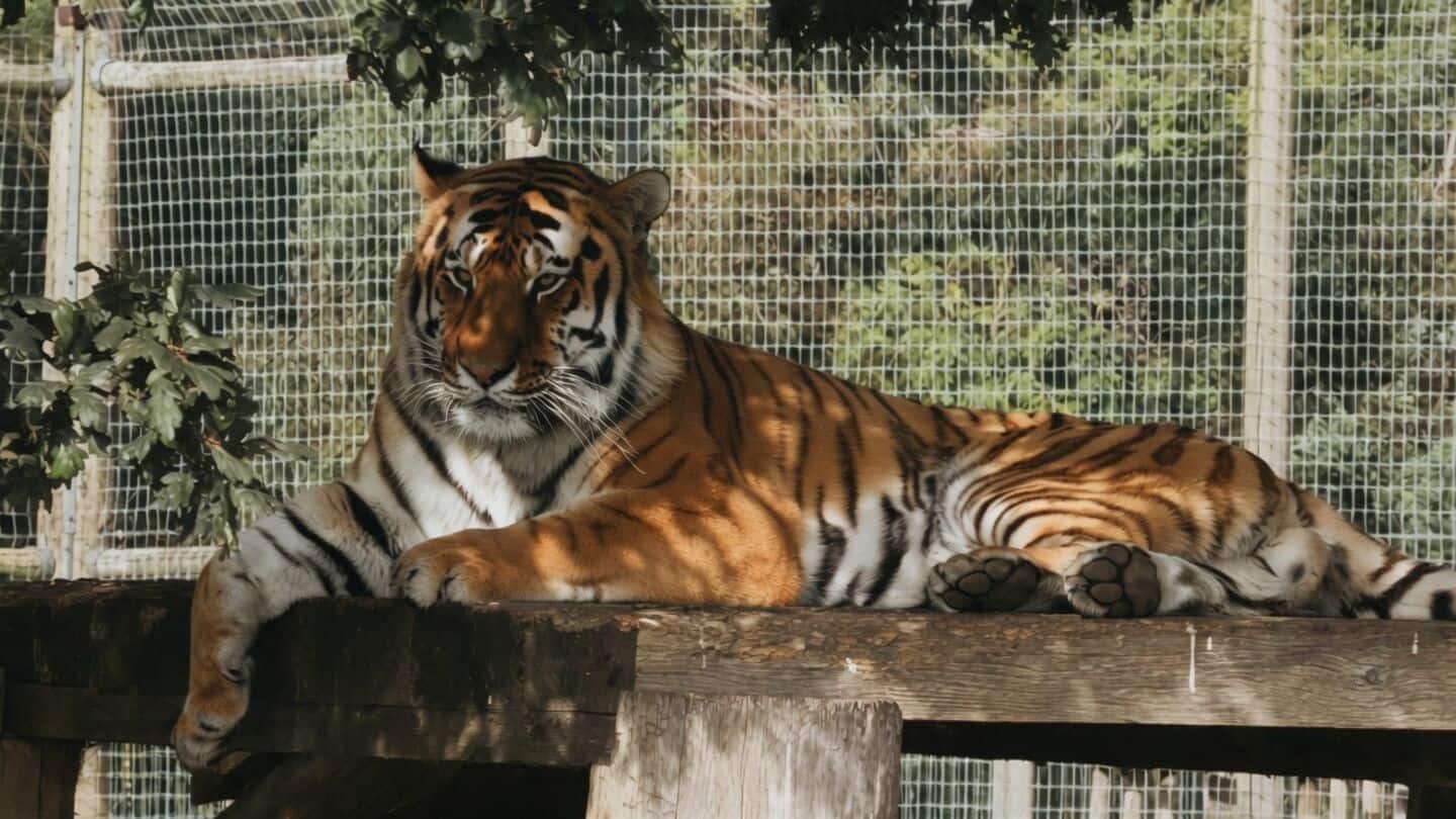 Visitor William Chapman killed by tiger at Yorkshire Wildlife Park