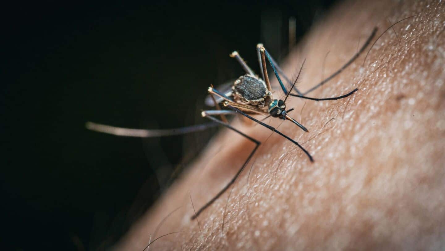 Study finds mosquitoes associate DEET smell with blood and sugar