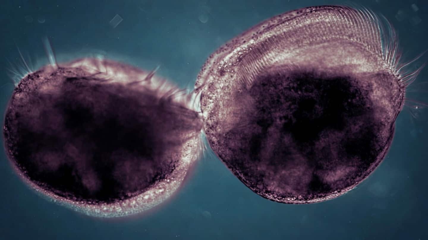 Scientists find Euplotes gigatrox can become supergiant predator in lab