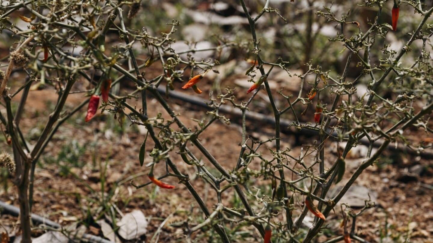 Karnataka spice farmers suffer widespread drought damage across 177 areas