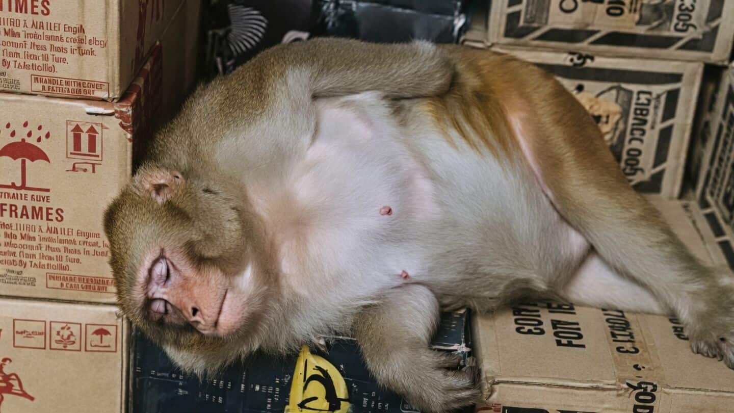 Monkey in Ranchi's Ormanjhi liquor shop breaks bottle, drinks vodka