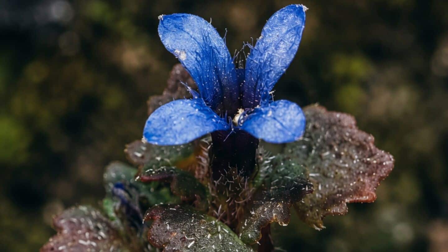 Rare purple flower spotted again in Arunachal Pradesh since 1868