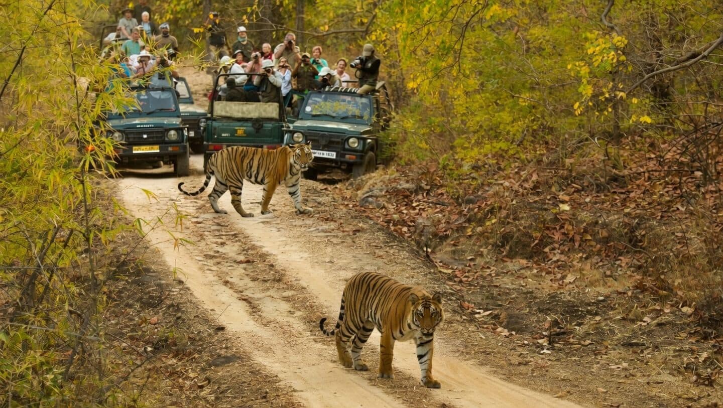 CSIR-CCMB finds higher tiger stress hormone levels near tourist roads