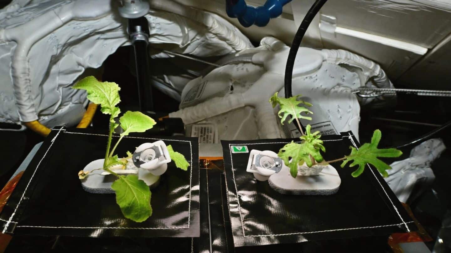 Expedition 75 brings red Russian kale, wasabi mustard to ISS