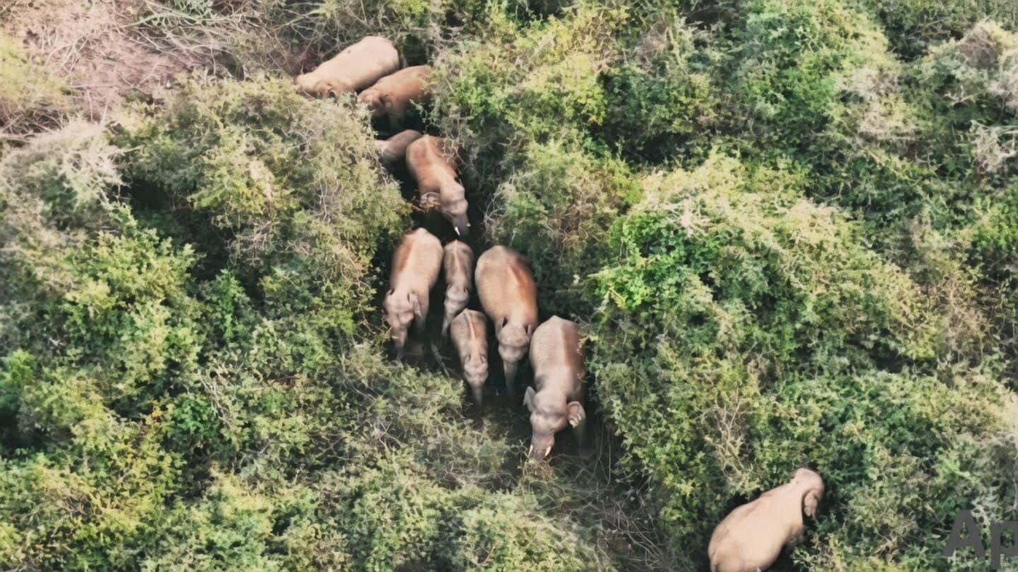 Chinna Matarlapalle farmer killed by 6 wild elephants near Kuppam