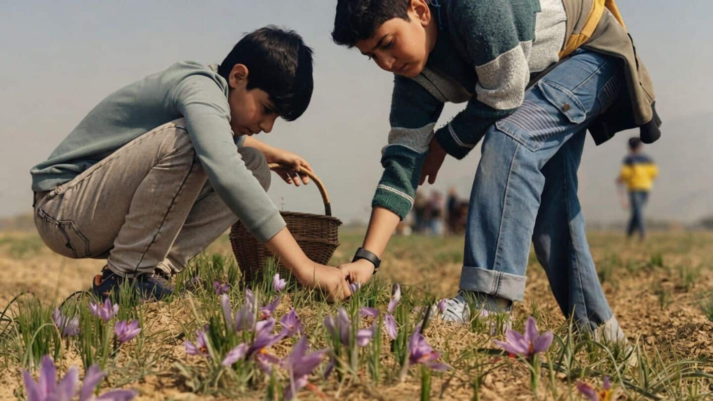 Kashmir saffron fields struggle as October heat threatens incomes