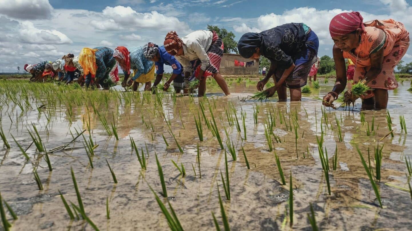 ICAR finds El Nino may cut India's paddy maize yields